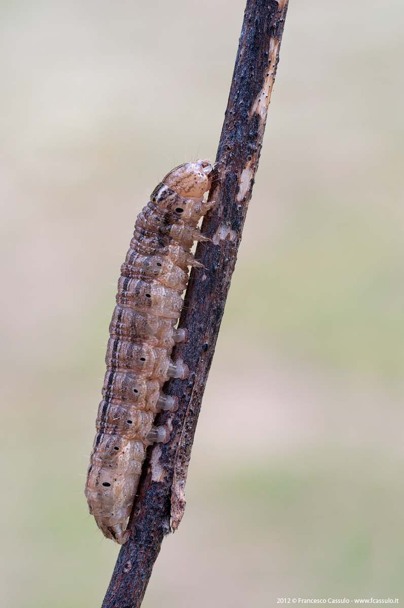 Aiuto identificazione bruco di Noctuide, almeno credo